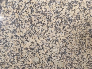 China Chrysanthemum Yellow Granite Slab For Countertop Worktop